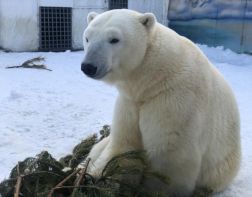 Белому медведю в пензенском зоопарке подарили елку.ВИДЕО