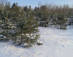 В области усилят охрану елок в лесах
