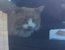 В Пензе в запертой машине умирает кот — соцсети