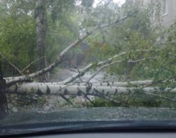 В Пензе во время ливня дерево рухнуло рядом с автомобилем