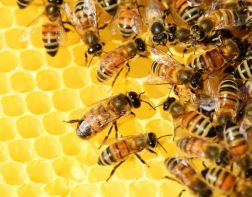 В Пензенской области начнут отмечать День пчеловода