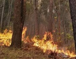 Пензенцев предупредили о высокой опасности пожаров в лесах