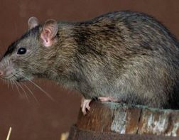 Жителей Терновки атакуют крысы. ВИДЕО
