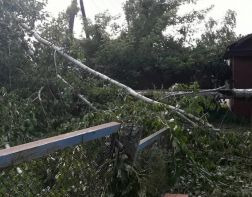 В Пензе крупное дерево рухнуло не территории детского сада