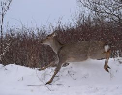 Жителя области осудили на 2,5 года за охоту на пятнистого оленя