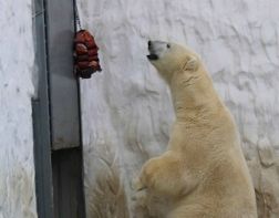 В пензенском зоопарке белому медведю подарили специальную кормушку-головоломку