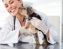 В Пензенской области почти на 17% выросла стоимость ветеринарных услуг