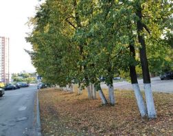 ﻿В Пензе осенью высадят более двух тысяч деревьев 