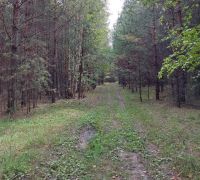 Спасатели нашли детей, потерявшихся в Ахунском лесу