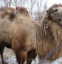 Пензенский зоопарк с 5 ноября перешел на зимний режим