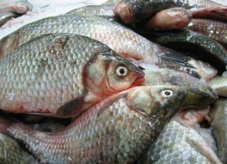 В Пензе нашли рыбу и морепродукты, опасные для употребления