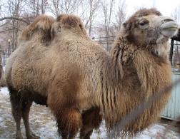 Пензенский зоопарк с 5 ноября перешел на зимний режим