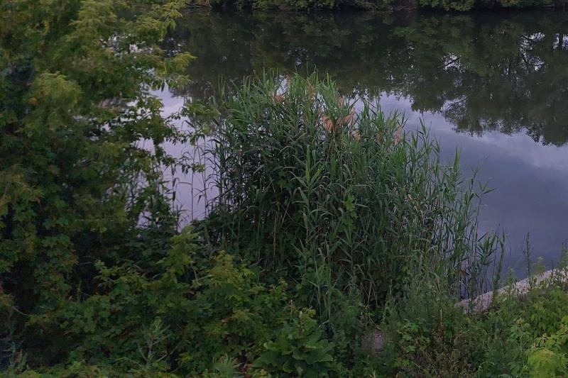 Уровень воды в Старой Суре упал на один метр