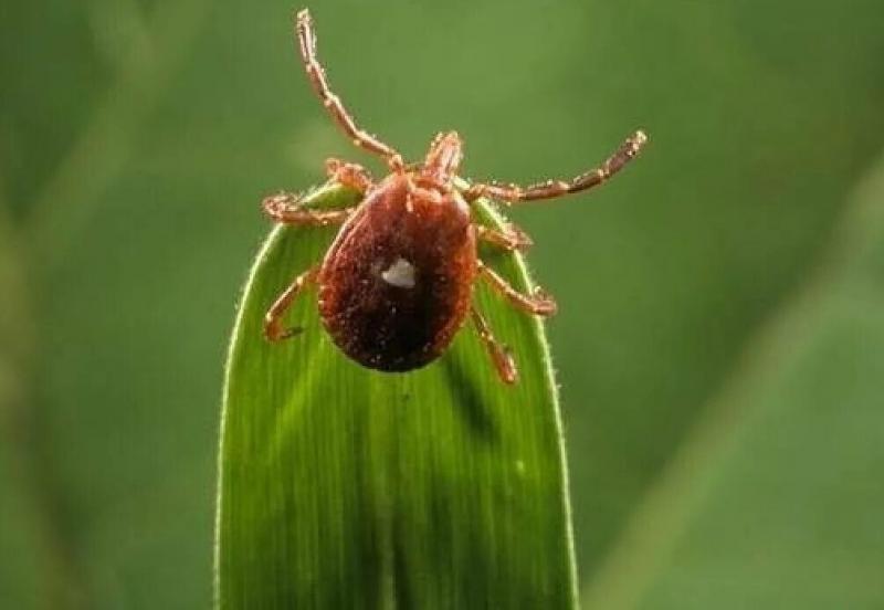 Жертвами клещей в 2025 году стали 2616 пензенцев